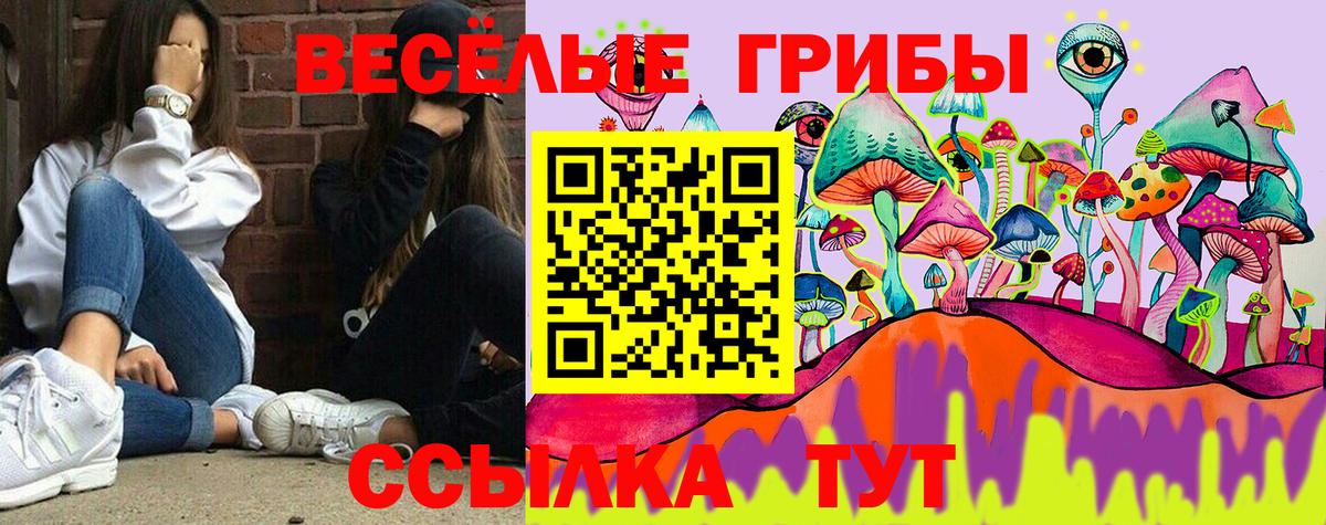 Галлюциногенные грибы Psilocybe Курчатов